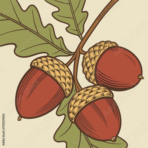 Autumn acorns on oak branch vector illustration for fall season nature themed designs and thanksgiving graphics