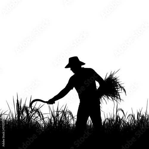 Farmer harvesting rice with sickle silhouette isolated on white background
