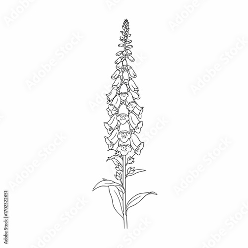 A detailed black and white line drawing of a foxglove plant with a tall spike of bell-shaped flowers.