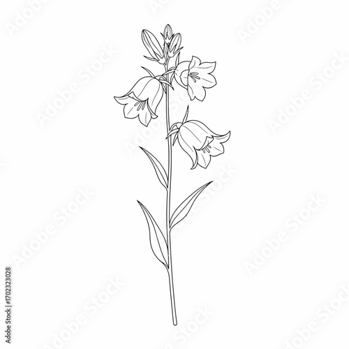 A detailed black and white line drawing of a flowering plant with bell-shaped flowers and lanceolate leaves.