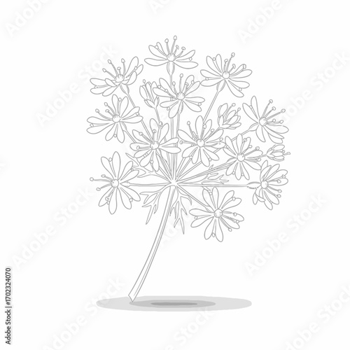 A delicate line drawing of a flowering plant with multiple small blossoms arranged in an umbel formation, set against a plain white background with a subtle shadow.