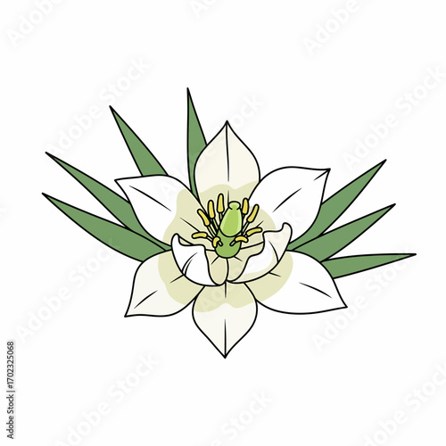 A delicate white flower with green accents and pointed leaves, rendered in a simple, illustrative style.
