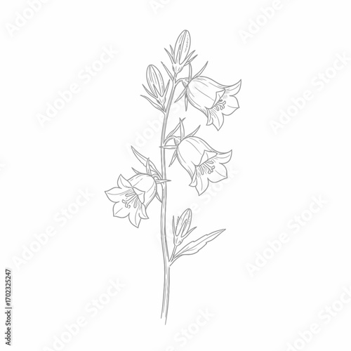 A delicate line drawing of a flowering stem with multiple bell-shaped flowers and buds.