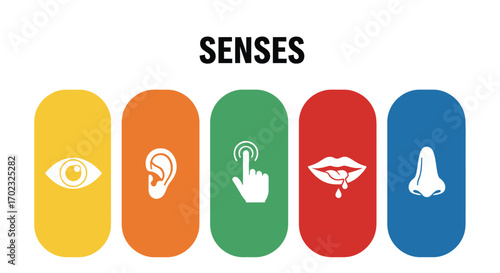 Exploring the Five Human Senses Sight Hearing Touch Taste Smell and Their Importance in Everyday Life