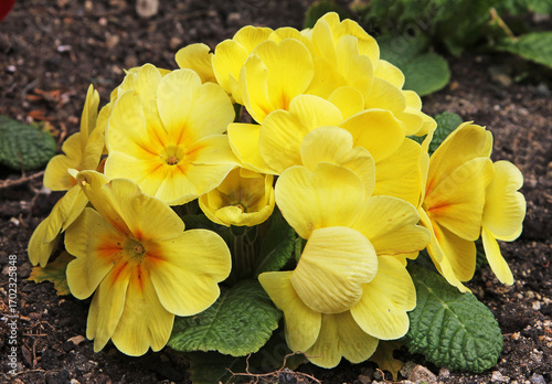 A cluster of yellow primroses