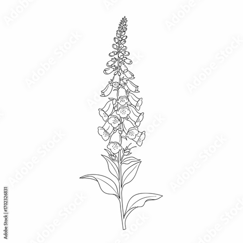 A detailed black and white line drawing of a foxglove plant with a tall spike of bell-shaped flowers and green leaves.