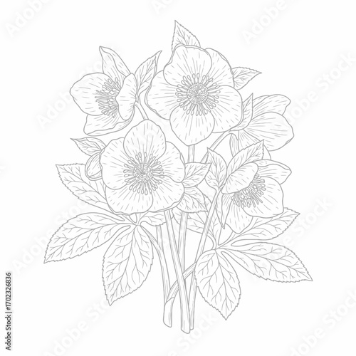 A detailed line drawing of a cluster of hellebore flowers with serrated leaves.