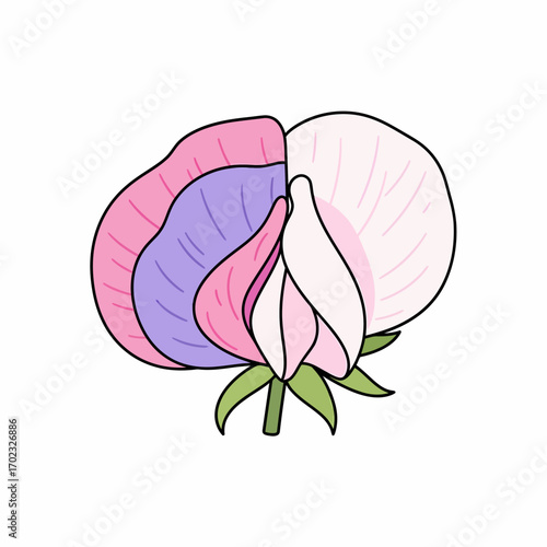 A colorful illustration of a sweet pea flower with delicate petals in shades of pink, purple, and white.