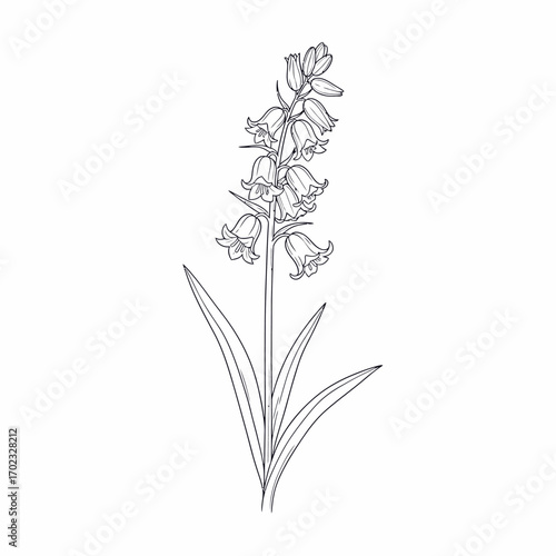 A detailed black and white line drawing of a single bluebell flower with multiple bell-shaped blossoms and long, slender leaves.