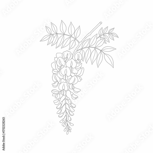 A delicate line drawing of a blooming wisteria branch with cascading flowers and compound leaves.