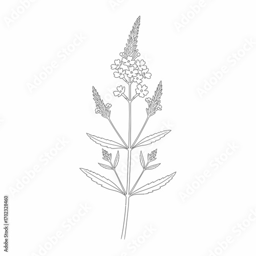 A detailed line drawing of a flowering plant with a tall spike of small blossoms at the top and smaller clusters along the stem.