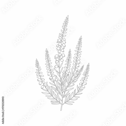 A delicate line drawing of a flowering plant with multiple tall, slender spikes of small blossoms.