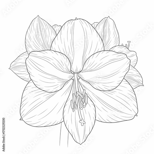A detailed black and white line drawing of a blooming amaryllis flower with multiple large petals and visible stamens.