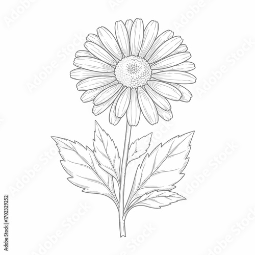 A detailed black and white sketch of a daisy flower with stem and leaves, showcasing intricate petal and leaf venation.