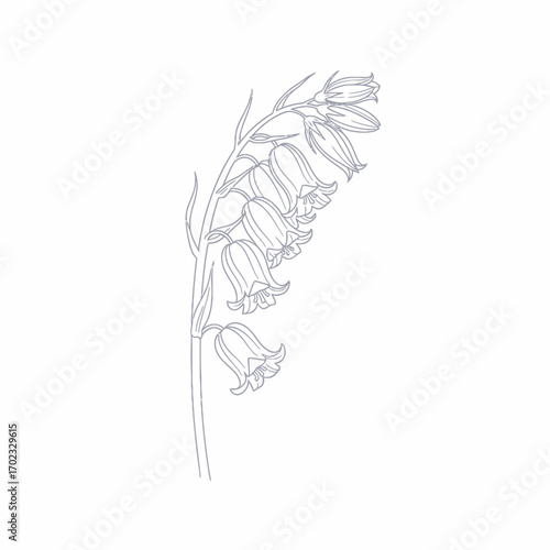 A delicate line drawing of a cluster of bluebell flowers with their characteristic bell-shaped blossoms hanging from a stem.