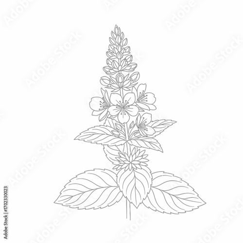 Detailed line art illustration of a flowering plant with prominent leaves and a central flower spike.