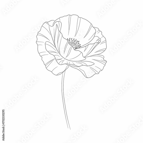 A delicate line art illustration of a single poppy flower with its stem, showcasing its petals and central stamen details.