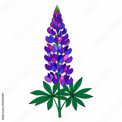 A detailed drawing of a vibrant purple and pink lupine flower with green leaves on a white background.