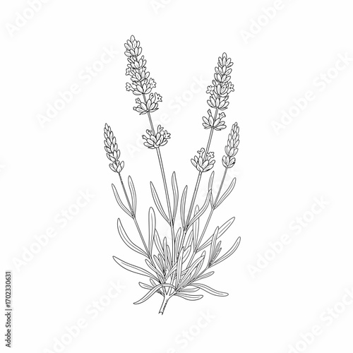 A detailed black and white line drawing of a lavender plant with multiple blooming flower spikes and slender leaves.