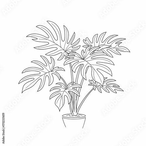 Line art drawing of a large potted tropical plant with deeply lobed leaves, suitable for coloring books or botanical illustrations.