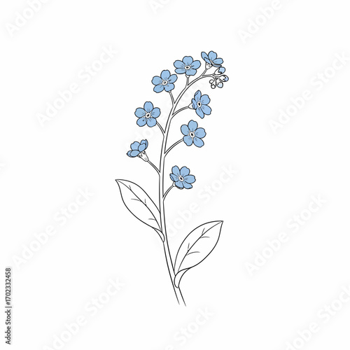 A delicate line art illustration of a forget-me-not flower stem with small blue blossoms and green leaves.