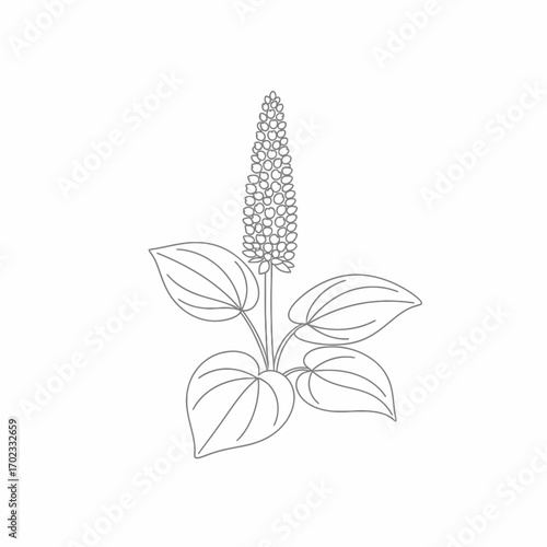 Line art illustration of a plant with broad leaves and a prominent, elongated flower spike, depicted in a simple, clean style.