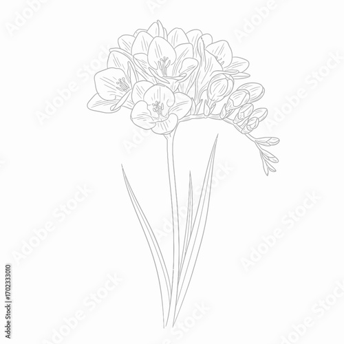 Detailed line art illustration of a freesia flower with multiple blossoms and buds, showcasing its elegant form and botanical structure.