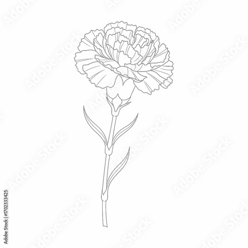Detailed line art illustration of a single carnation flower with stem and leaves, presented as a monochrome outline drawing.