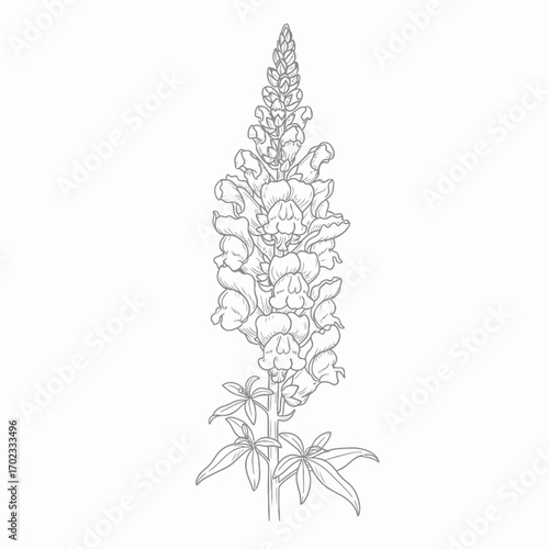 Detailed line art illustration of a snapdragon flower stalk with multiple blossoms and leaves, on a white background.