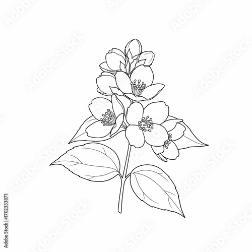Detailed line art illustration of jasmine flowers and leaves on a branch, suitable for coloring.