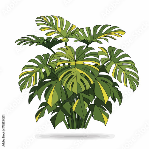 A vibrant illustration of a lush Monstera deliciosa plant with large green and yellow variegated leaves, depicted as a tropical bush.