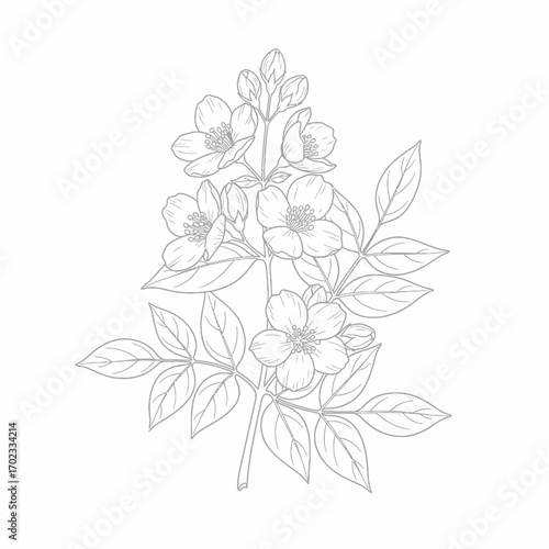 Elegant line art illustration of a jasmine branch with delicate blossoms and leaves, showcasing botanical detail.