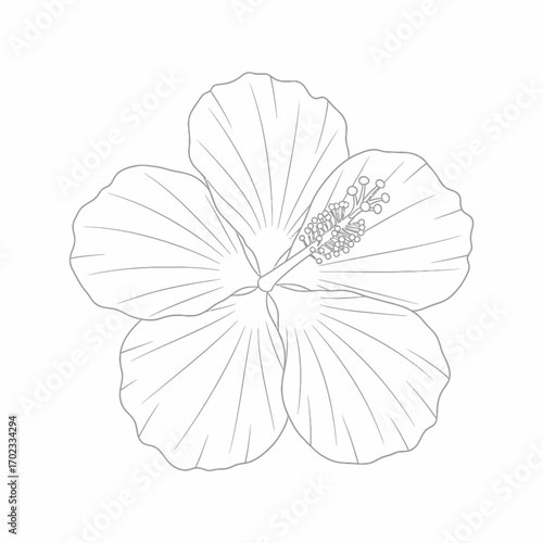Detailed line art drawing of a hibiscus flower, showcasing its petals and central reproductive parts in a simple, elegant outline.
