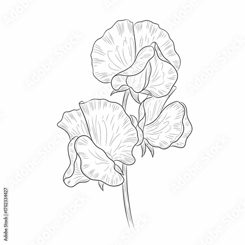 Detailed line art illustration of three sweet pea flowers on a stem, showcasing their delicate petals and natural form in a botanical drawing style.