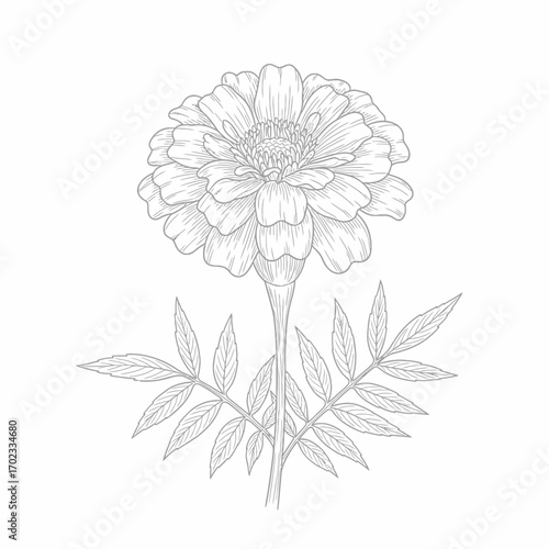 A detailed line art illustration of a marigold flower with its characteristic leaves, presented in a monochrome style.