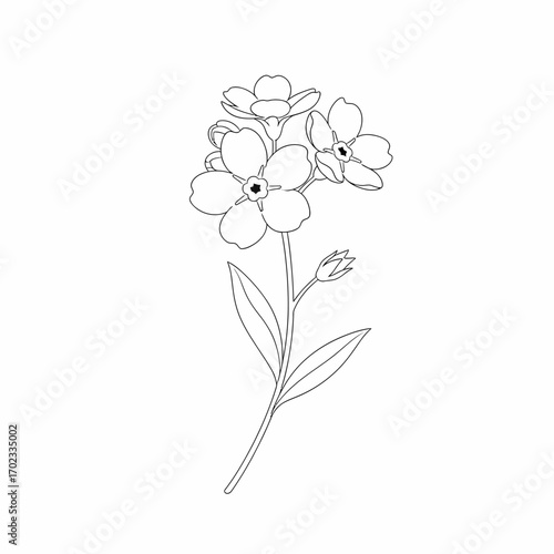 Line art illustration of a forget-me-not flower with multiple blossoms and leaves, presented in a simple black and white outline style.