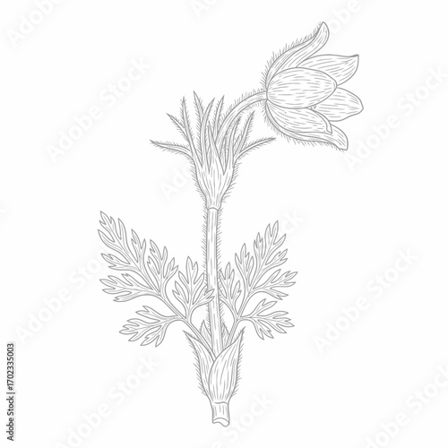 Detailed botanical line drawing of a pasque flower (Pulsatilla vulgaris) showing its hairy stem, deeply lobed leaves, and closed flower bud.