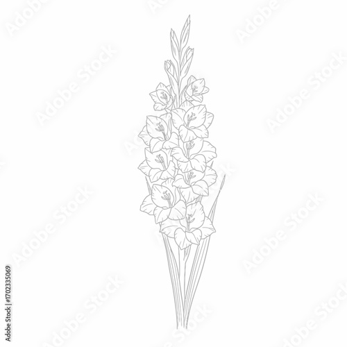 Detailed line art illustration of a gladiolus flower stalk with multiple blossoms and buds, elegant botanical drawing.
