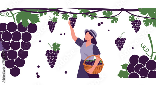 Woman Harvesting Grapes in a Vineyard with Basket and Foliage Background, Illustration