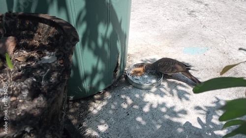A turtle dove forages for food from a bowl on a concrete patio
