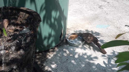 A turtle dove forages for food from a bowl on a concrete patio