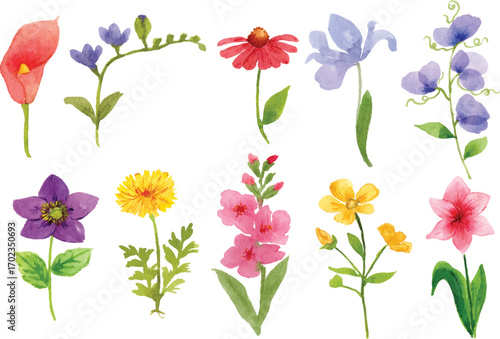 watercolor flower collection 10 varieties of flowers illustration