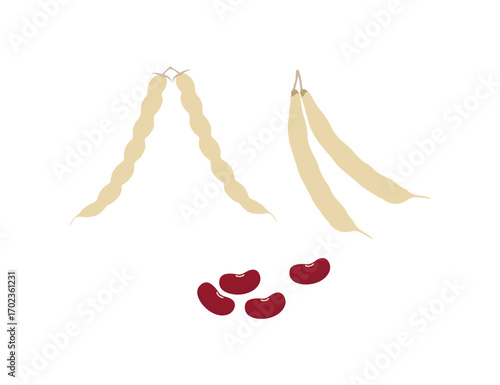 Beans Pod and Seeds – Vector Illustration of Fresh Legumes