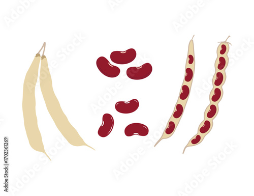 Fresh Kidney Bean Pod with Visible Seeds and Loose Bean Seeds – Vector Illustration