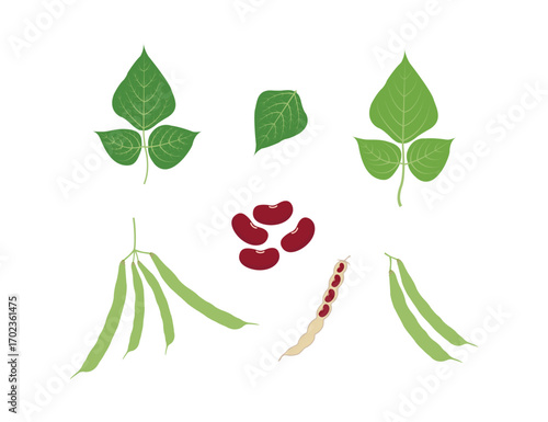Set of Kidney Beans Leaf and Pod – Isolated Vector Illustration