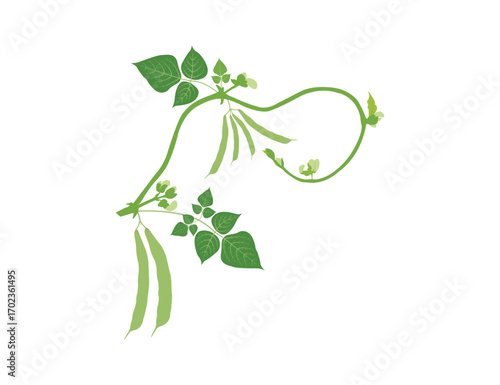 Vector illustration of a kidney bean branch leaf pod isolated