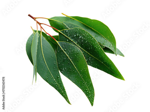Green eucalyptus leaves with water droplets image, Isolated On Png Transparent Background
