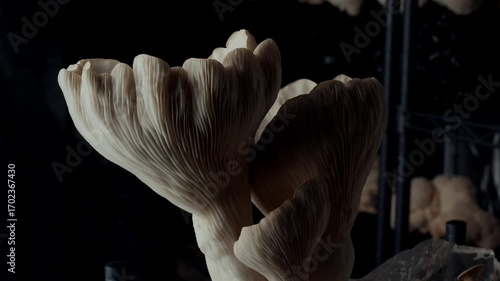 Inside a dim indoor farm, a mature king oyster mushroom stands rooted in a grow block. The camera glides right to left, slowly zooming out to showcase its textured cap and cultivated surroundings.