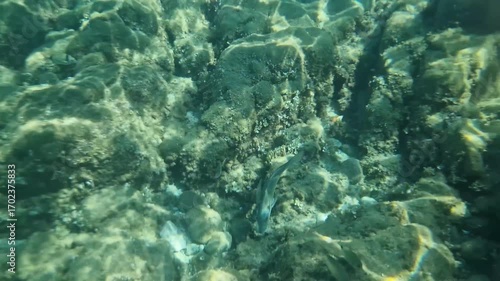 Gilt head bream explores rocks and pebbles on seabed