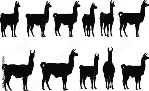 Llama silhouette vector set, alpaca black outline, farm animal illustration, South American wildlife design, standing llama clipart graphic